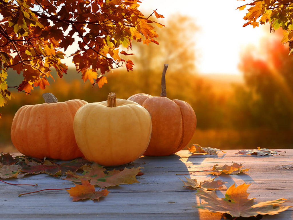 MEDSource - November Newsletter - Happy Thanksgiving