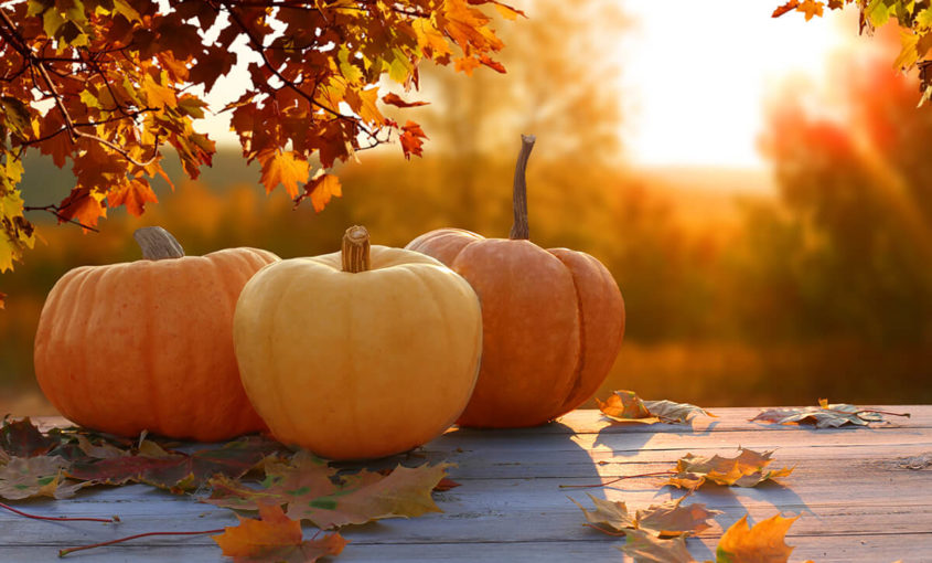 MEDSource - November Newsletter - Happy Thanksgiving